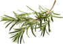 food-image-rosemary-opt food-image-rosemary-opt